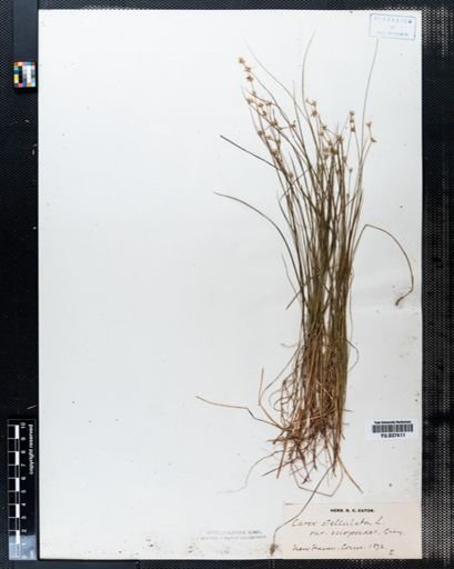 Carex stellulata