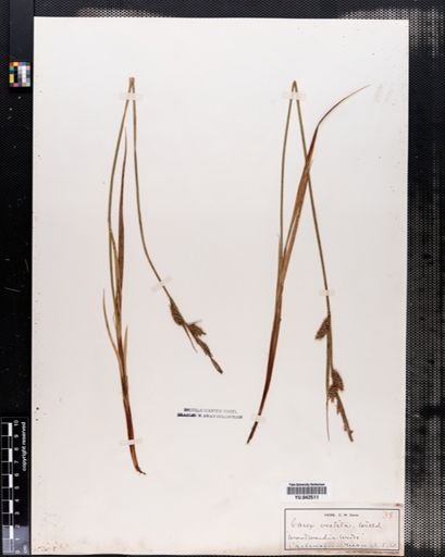 Carex vestita
