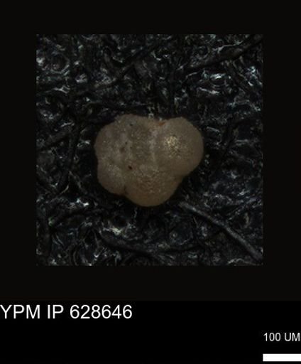 undet. Foraminiferida