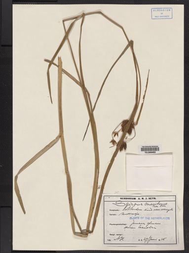 Plantae
