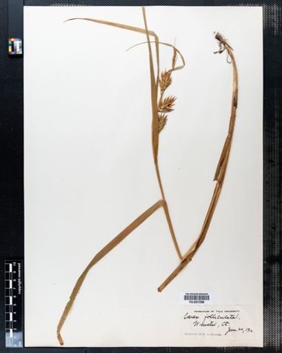 Carex folliculata