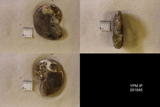 Hoploscaphites nicolletii