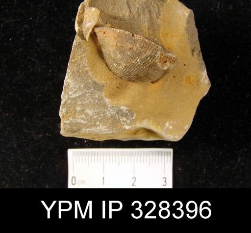 Atrypa missouriensis