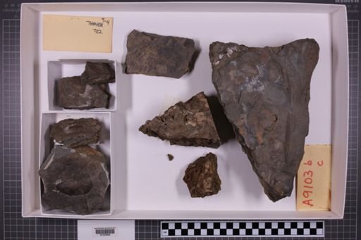 mixed taxa, stratigraphic collection