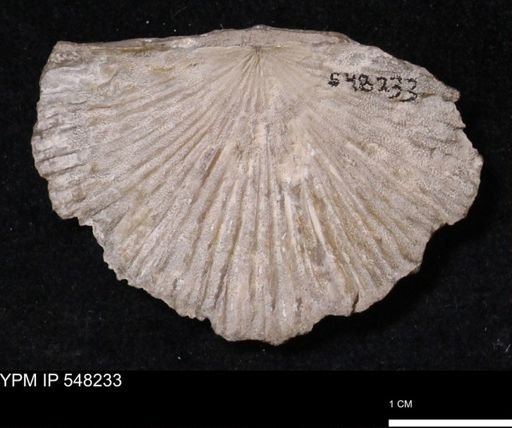 Stropheodonta sp.