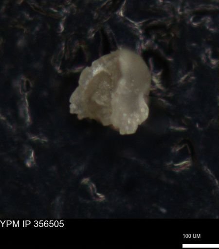 undet. Foraminiferida