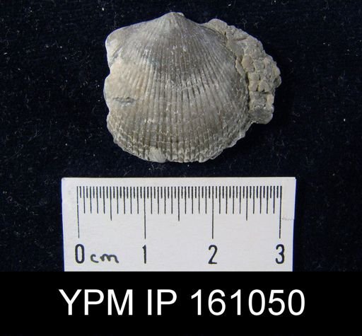 Atrypa reticularis