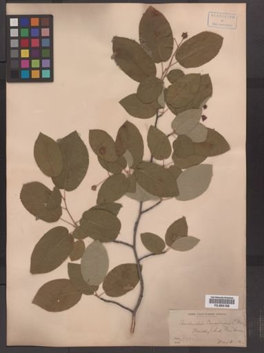 Amelanchier canadensis