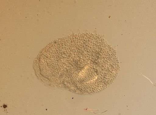 Lagisca floccosa