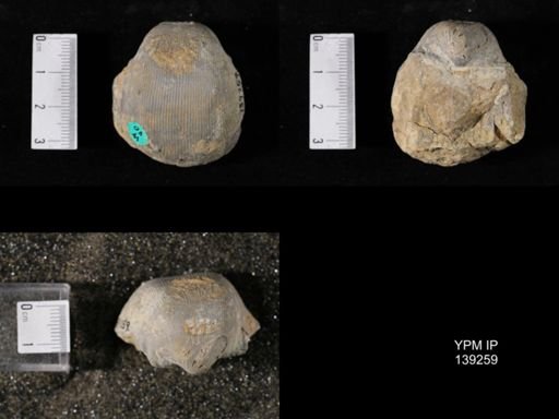 Productus (Linoproductus) lineatus