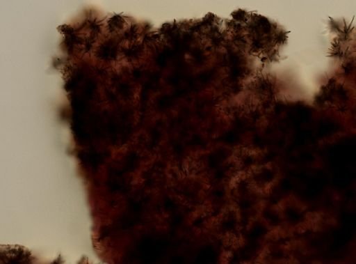 Prosuberites sp.