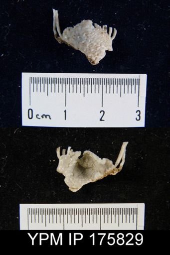 Chonosteges sp.