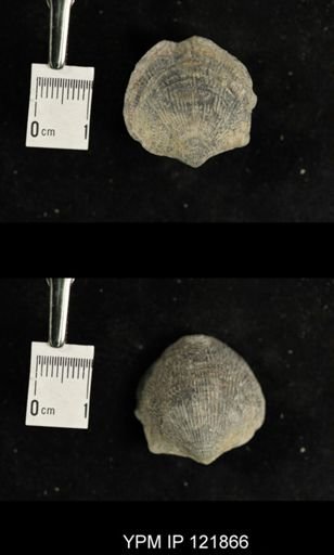undet. Atrypidae