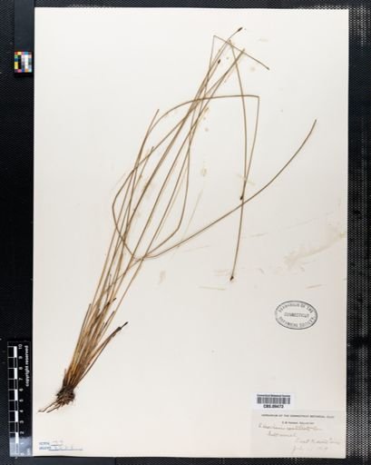 Eleocharis rostellata
