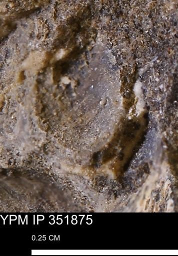 undet. Bivalvia