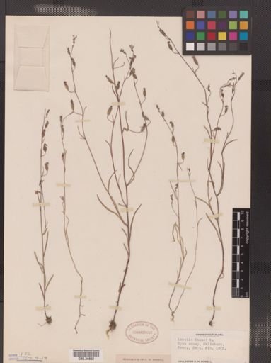 Lobelia kalmii
