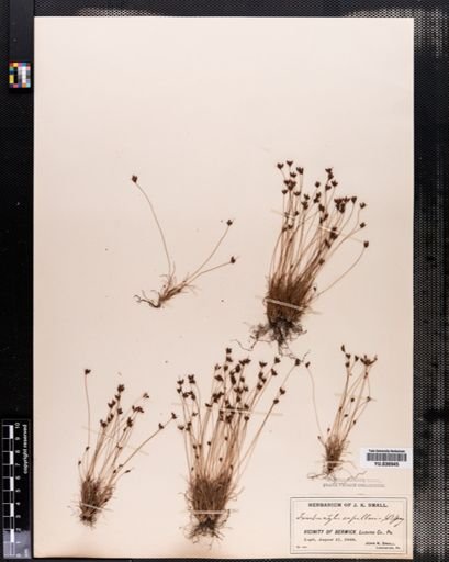Bulbostylis capillaris