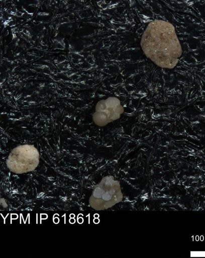 undet. Foraminiferida