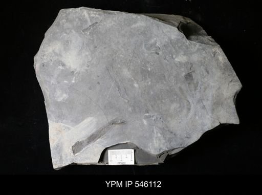 undet. Eurypterida