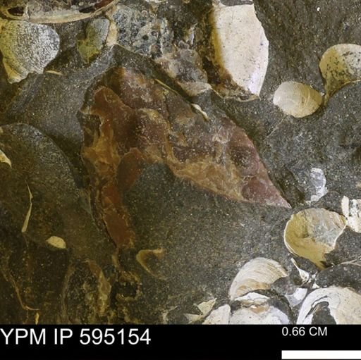 undet. Ammonoidea