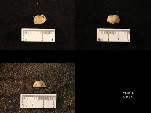 Marginifera splendens