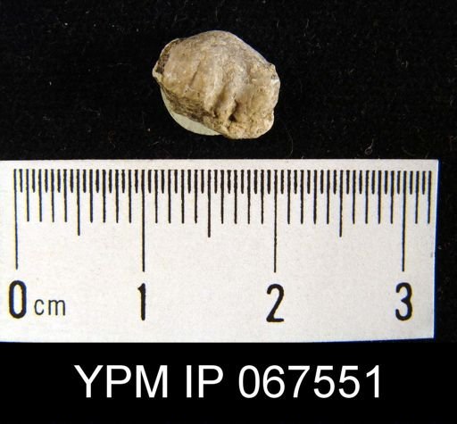 Uncinulus sp.