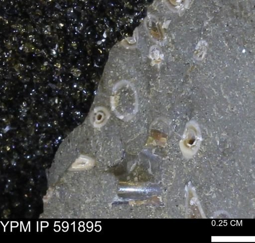 Serpulidae