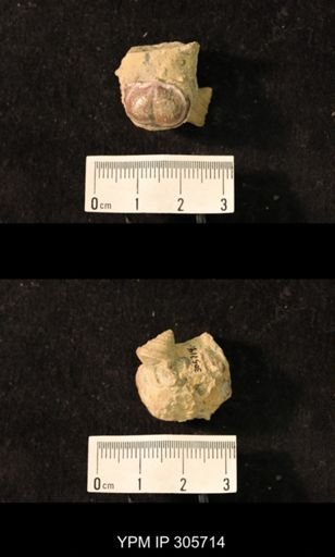 Worthenia tabulata