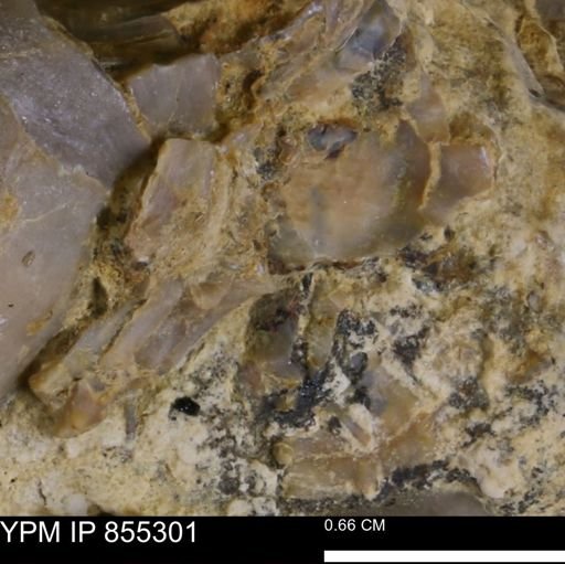 undet. Mollusca