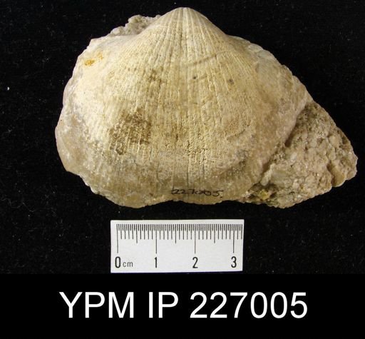 Spirifer (Mesochorispira) sp.