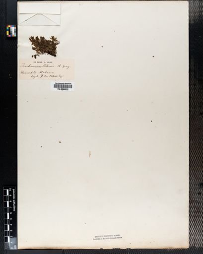 Trichomanes