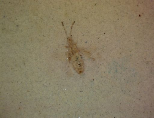 undet. Hemiptera