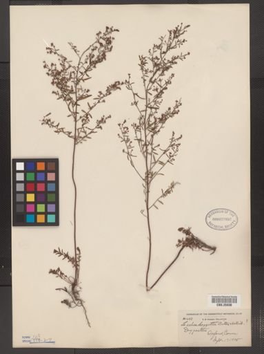Lechea leggettii