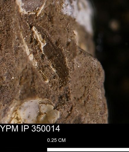 undet. Bivalvia