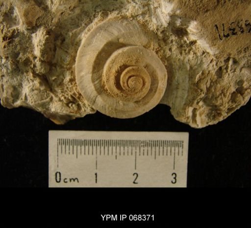 Trochonema umbilicata