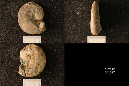 Hoploscaphites nicolletii