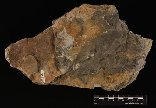 Sphenopteris sp.
