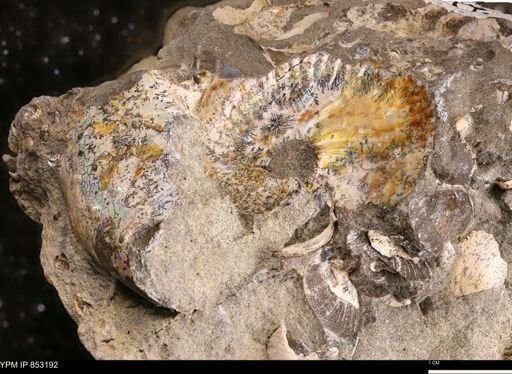 undet. Scaphitidae
