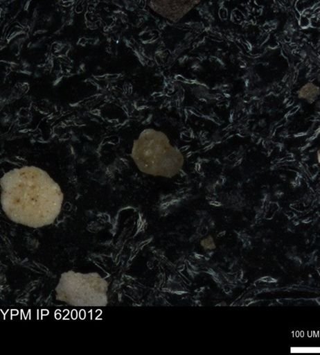 undet. Foraminiferida