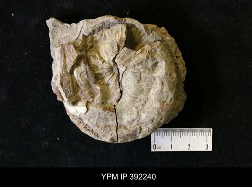 undet. Ammonoidea