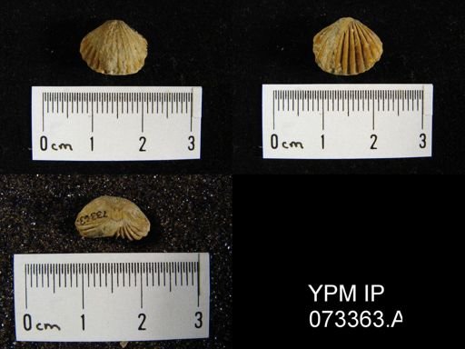 Camarotoechia cedarensis