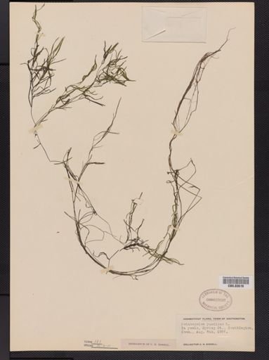 Potamogeton pusillus