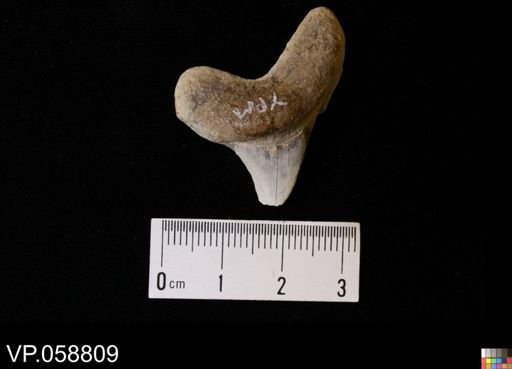 undet. Chondrichthyes