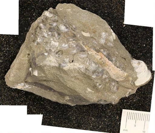 Hoploscaphites sp.