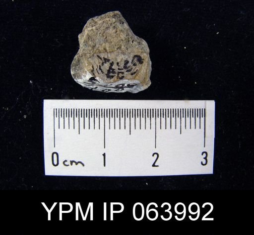 Leptaena tennesseensis