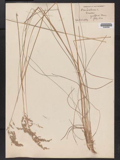 Poa pratensis