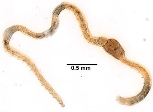 Lumbricillus codensis