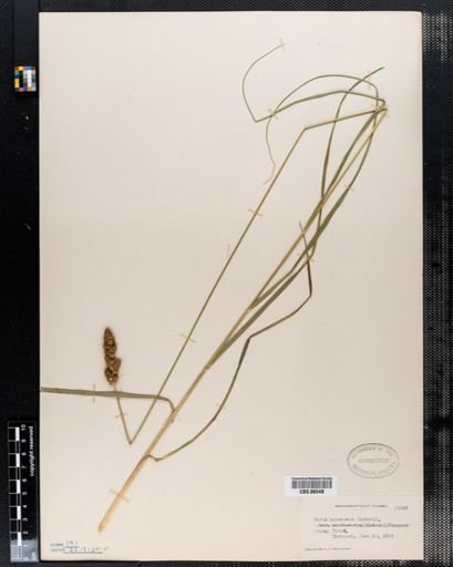 Carex annectens