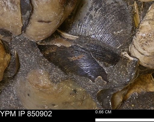 Limopsis striatopunctatus