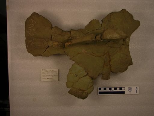 Uintatherium leidianum
